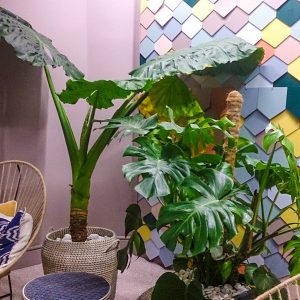 Casa Decor - Rosa Palo
